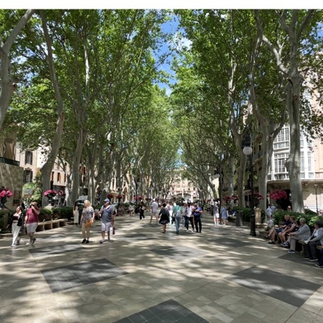 palma temp
